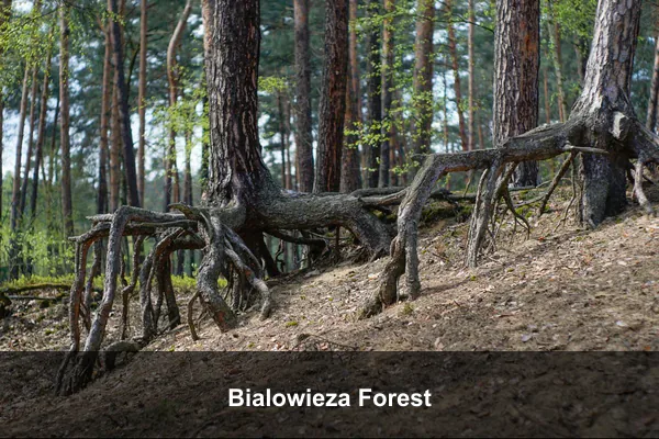 Bialowieza Forest