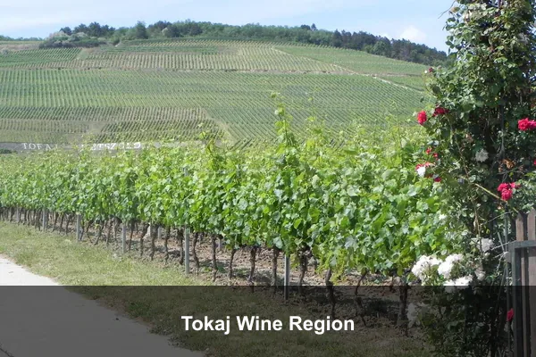 Tokaj Wine Region
