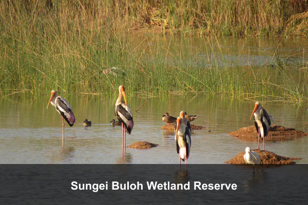 Sungei Buloh Wetland Reserve