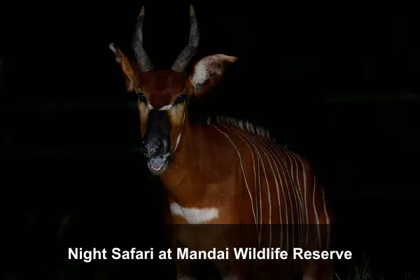 Night Safari at Mandai Wildlife Reserve