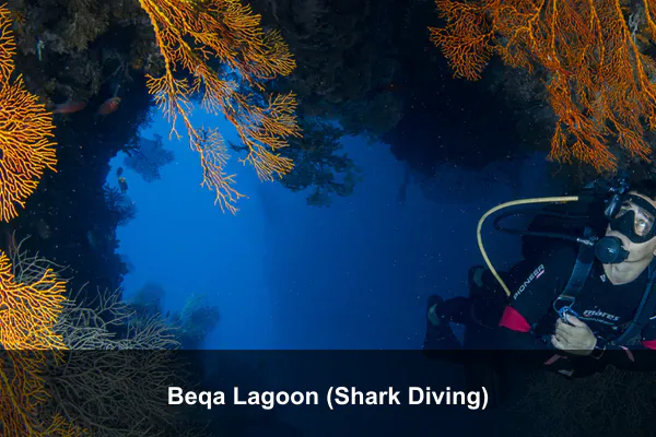 Beqa Lagoon (Shark Diving)