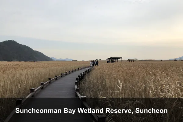Suncheonman Bay Wetland Reserve, Suncheon