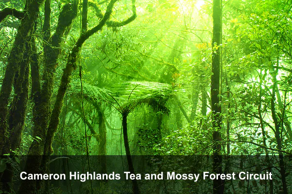 Cameron Highlands Tea and Mossy Forest Circuit