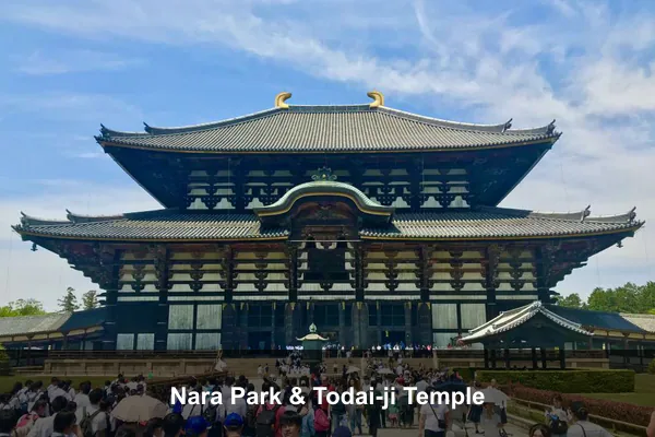 Nara Park & Todai-ji Temple