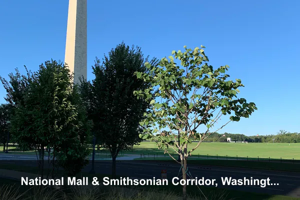 National Mall & Smithsonian Corridor, Washington, D.C.