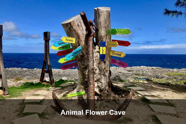 Animal Flower Cave