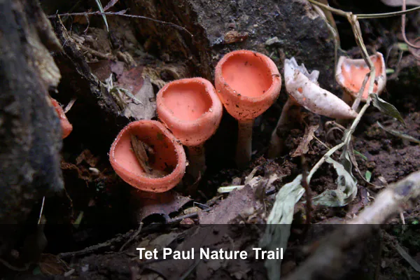 Tet Paul Nature Trail