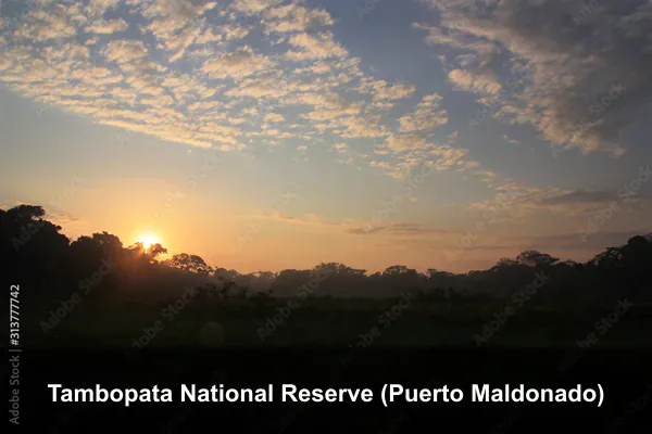 Tambopata National Reserve (Puerto Maldonado)