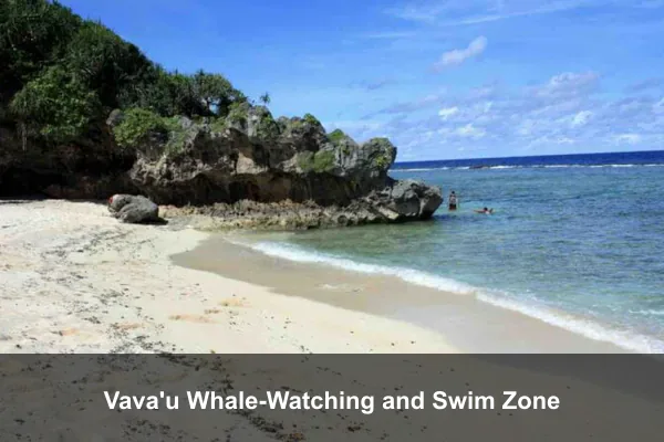Vava'u Whale-Watching and Swim Zone